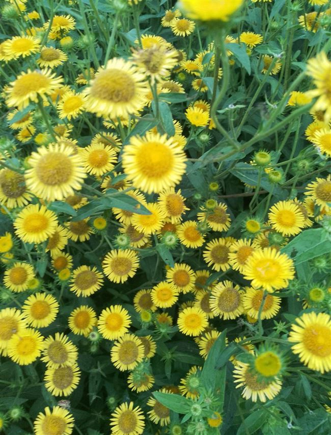 旋覆花种苗