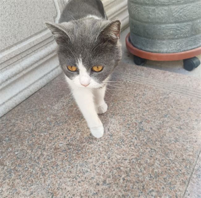 出售蓝白小猫，价格二百，南街自提