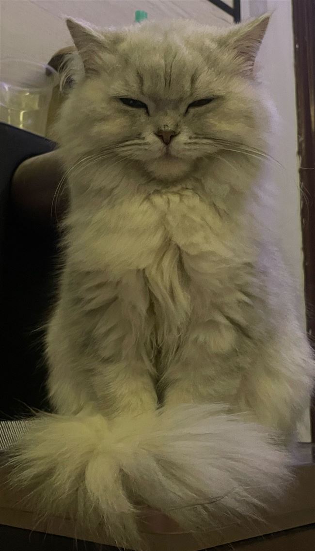 便宜处理金渐层银渐层家养猫