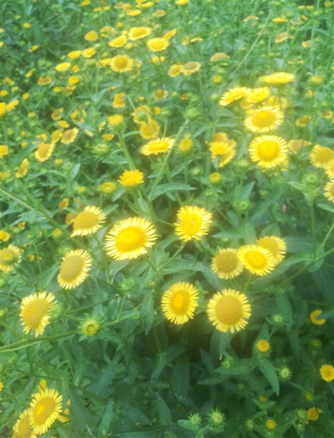 中药材种植